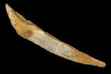 Bargain, Fossil Shark (Hybodus) Dorsal Spine - Morocco #106556-1